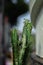 Beautiful cactus plants on city streets