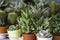 Beautiful cactus in pot to enhance the beauty of home furniture