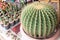 Beautiful cactus in the pot for your garden or working room.