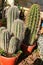 Beautiful Cactus pots