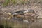 Beautiful Caiman on the riverbank Pantanal Brazil