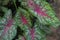 Beautiful Caladium bicolor leaves with white dots and redbone in the garden