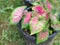Beautiful caladium bicolor or Queen of the leafy plants in garden