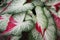 Beautiful caladium bicolor white spotted and red