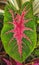 Beautiful Caladium flower