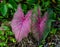 Beautiful caladium leaves in a garden, Charleston