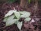 Beautiful caladium leaves white green in garden