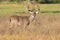 Beautiful calendar photo of big whitetail buck