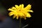 Beautiful calendula flower in bloom