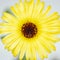 Beautiful calendula honey baked flower