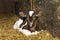 Beautiful calf, delicate red-brown young cow is lying curled up in the straw in a stable