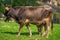 Beautiful calf sucks milk from it`s mother. Ornate brown baby cow and mother cow. Marmaris, Kumlubuk, Turkey. Sunlights