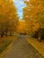 Beautiful Calgary community parks pathways during Autumn colors