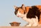 Beautiful calico cat eating kibble outdoors