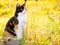 Beautiful calico cat in high grass