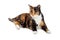 Beautiful Calico Cat laying Over White Background