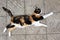 Beautiful calico cat mom lying on the stone floor in a pose like flies or jumps, money cat, Maneki Neko