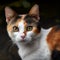 Beautiful Calico Cat Portrait on Dark Background