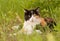 Beautiful calico cat resting in spring grass