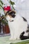 Beautiful calico cat sits bowed its head