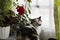 Beautiful calico cat sits near red geraniums on window