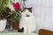 Beautiful calico cat sits on table near pots with flowers