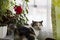 Beautiful calico cat sits on window near pot with red geraniums