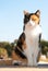 Beautiful calico cat sitting on porch