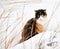 Beautiful calico cat in snow