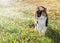 Beautiful calico cat walking on dewy grass