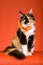 Beautiful calico Maine Coon on orange background