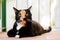 Beautiful calico tortoiseshell tabby cat lying on a balcony