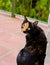 Beautiful calico tortoiseshell tabby cat sitting on a balcony