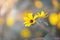 Beautiful California Brittlebush Flowers Yellow flower