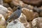 A Beautiful California Quail Perched on a Rock