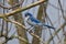 A beautiful California Scrub Jay sitting in a Catalpa tree