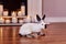 Beautiful californian rabbit breed poses indoors