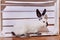 Beautiful californian rabbit breed sits in white wooden box indoors