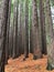 Beautiful Californian Redwood Trees