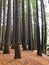 Beautiful Californian Redwood Trees