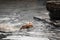 Beautiful californian sea lion swimming