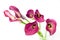Beautiful calla flower