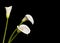 Beautiful calla lilies