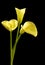 Beautiful calla lilies