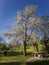 Beautiful Callery pear white flower blossom