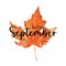 Beautiful calligraphy lettering text - Hello September. Bright orange red watercolor artistic maple leaf vector