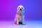 Beautiful calm big dog white Clumber posing isolated over gradient pink blue studio background in neon light filter