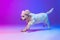 Beautiful calm big dog white Clumber running, playing isolated over gradient pink blue studio background in neon light