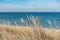 Beautiful calm blue sea with waves and sandy beach with reeds and dry grass