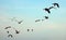 Beautiful calm and nice sky with sea gulls birds in a flight clouds landscape. Abstract Minimalist wallpaper.